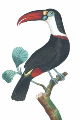 Red-Beaked-Toucan-Vintage-Illustration