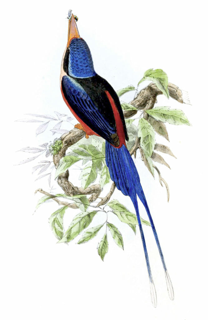 Red Breasted Kingfisher Bird Vintage Illustration