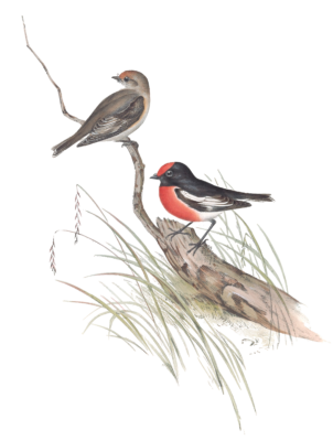 Red Capped Robin Bird Vintage Illustrations