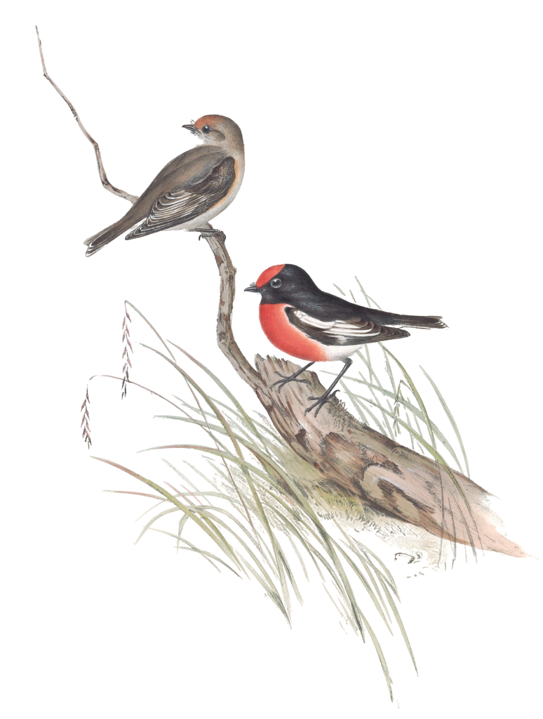 Red Capped Robin Bird Vintage Illustrations