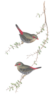 Red Eared Finch Bird Vintage Illustrations