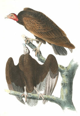 Red Headed Turkey Vulture Bird Vintage Illustrations