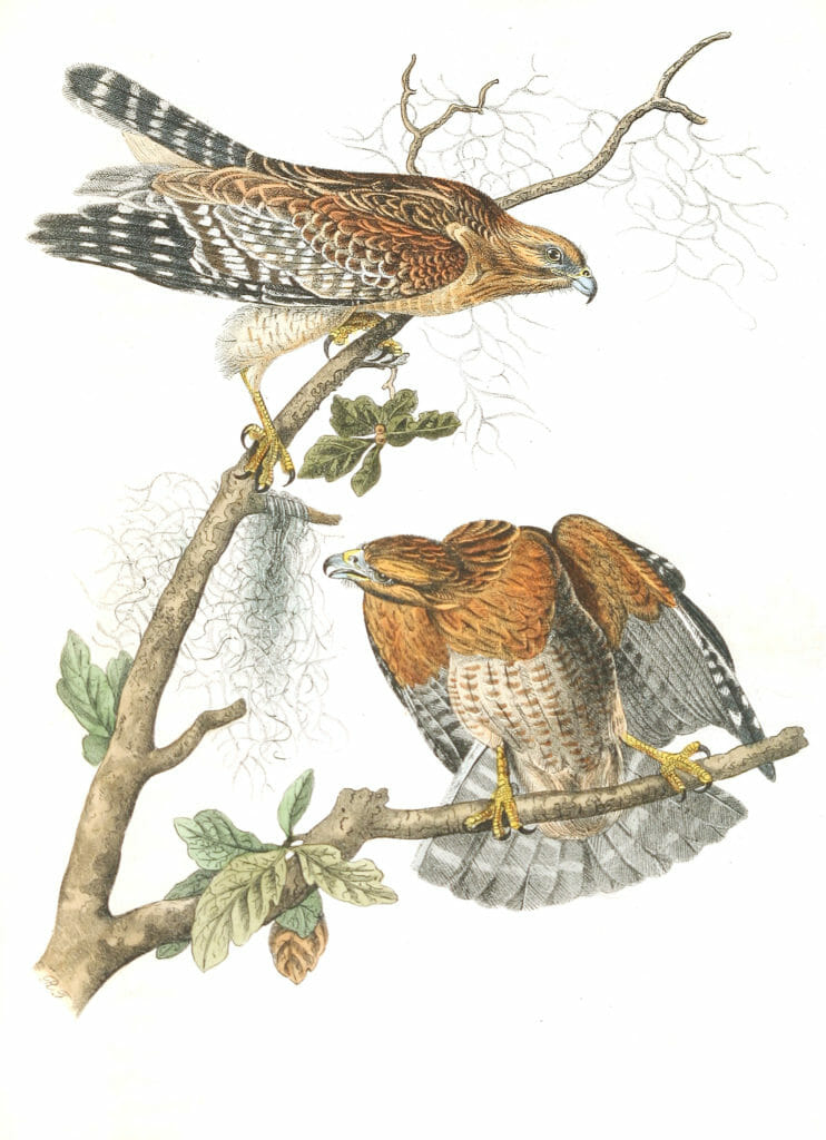 Red Shouldered Buzzard Bird Vintage Illustrations