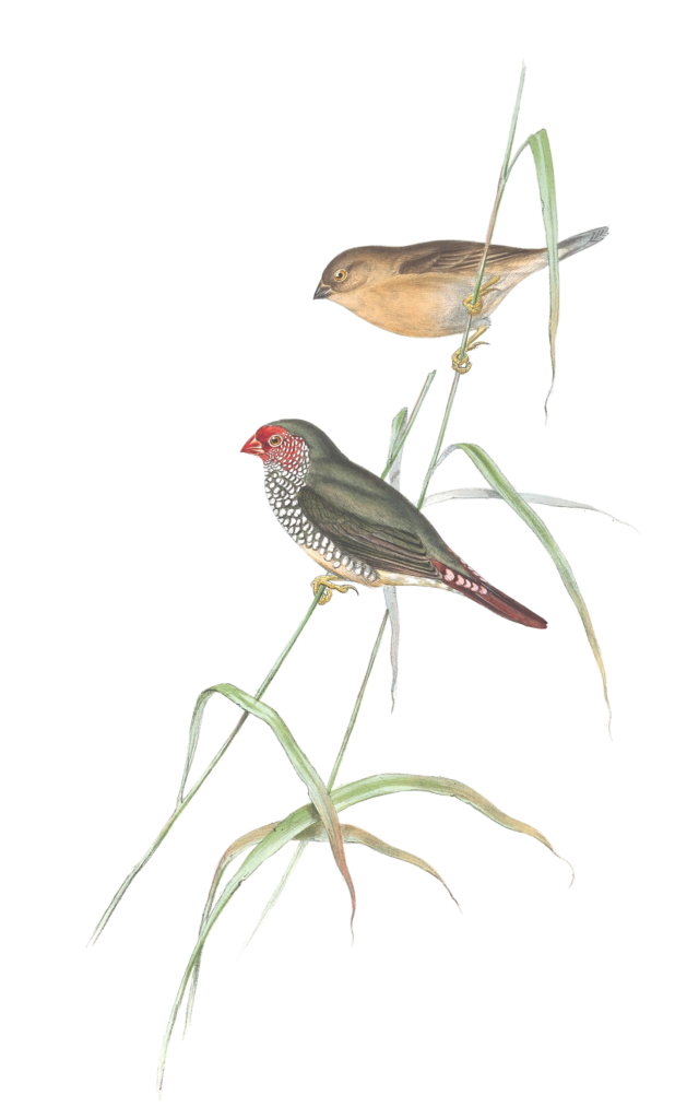 Red Tailed Finch Bird Vintage Illustrations