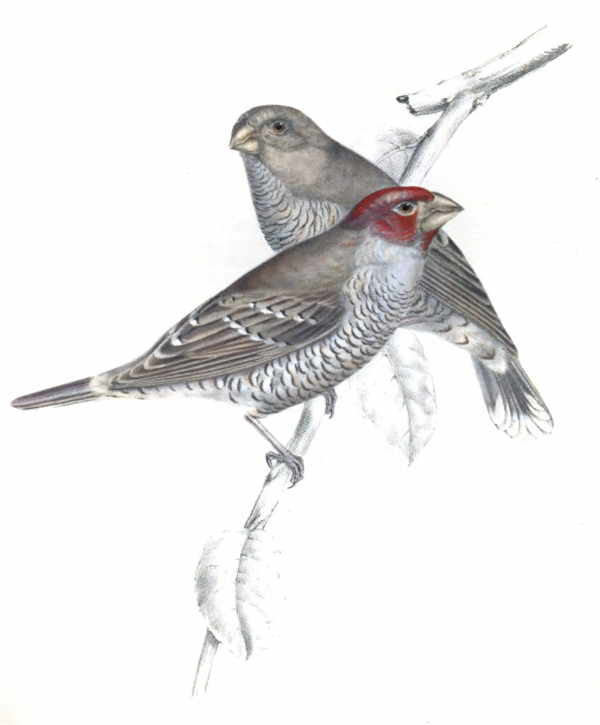 Red headed finch amadina erythrocephala - Vintage Bird Illustrations