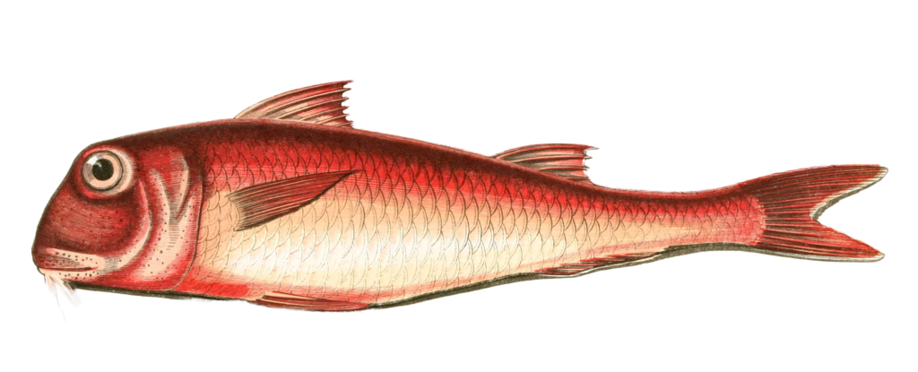 Red mullet fish Vintage Illustration