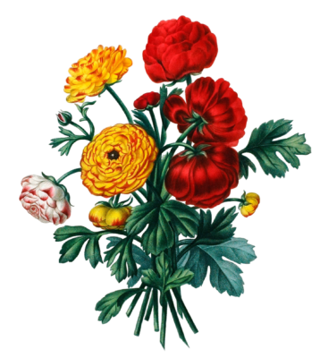 Renoncule Vintage Flower Illustration