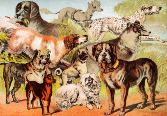 Retreiver Chinese Dog Coach Dog Bull Dog Setter Pug Sheherd Dog Skye Terrier Mastiff Vintage Illustrations