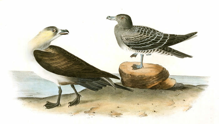 Richardson Jager Bird Vintage Illustrations