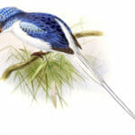 Riedels Kingfisher Bird Vintage Illustration