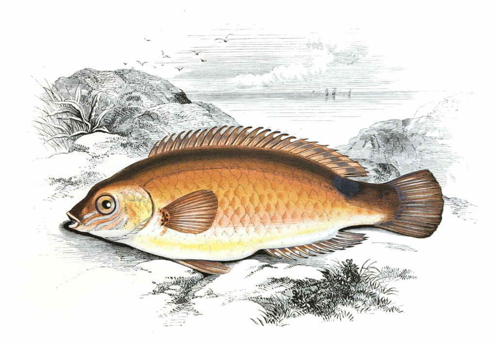 Rock Cook Fish Vintage Illustration