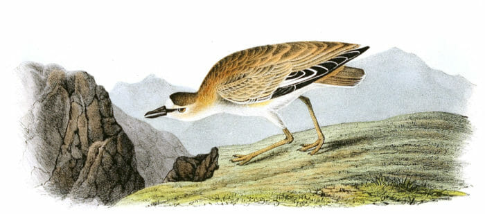 Rocky Mountain Plover Bird Vintage Illustrations