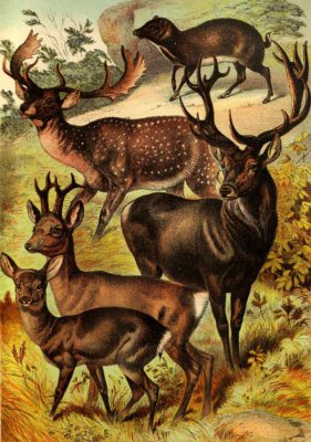 Roebuck Fallow Mouse Deer and Stag Vintage Illustrations