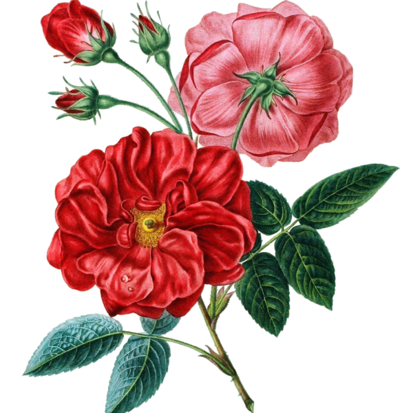 Rose De Provins Vintage Flower Illustration