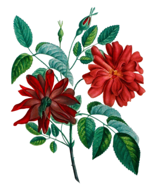 Rose Du Bengale Vintage Flower Illustration