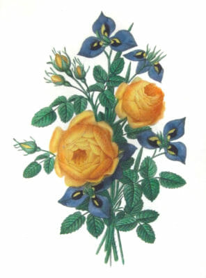 Rose Faune Du Levant Vintage Flower Illustration