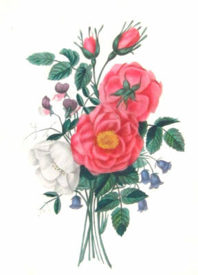 Rose De Provins 2 Vintage Flower Illustration