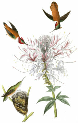 Ruff Necked Hummingbird Vintage Illustrations