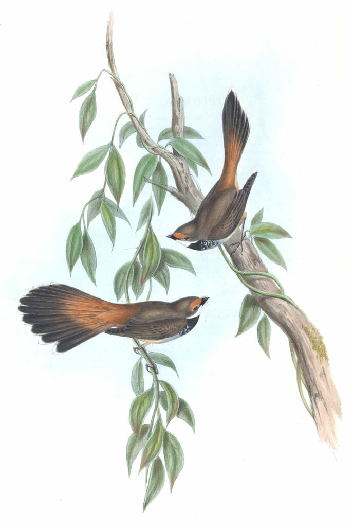 Rufous Fronted Fantail Bird Vintage Illustrations