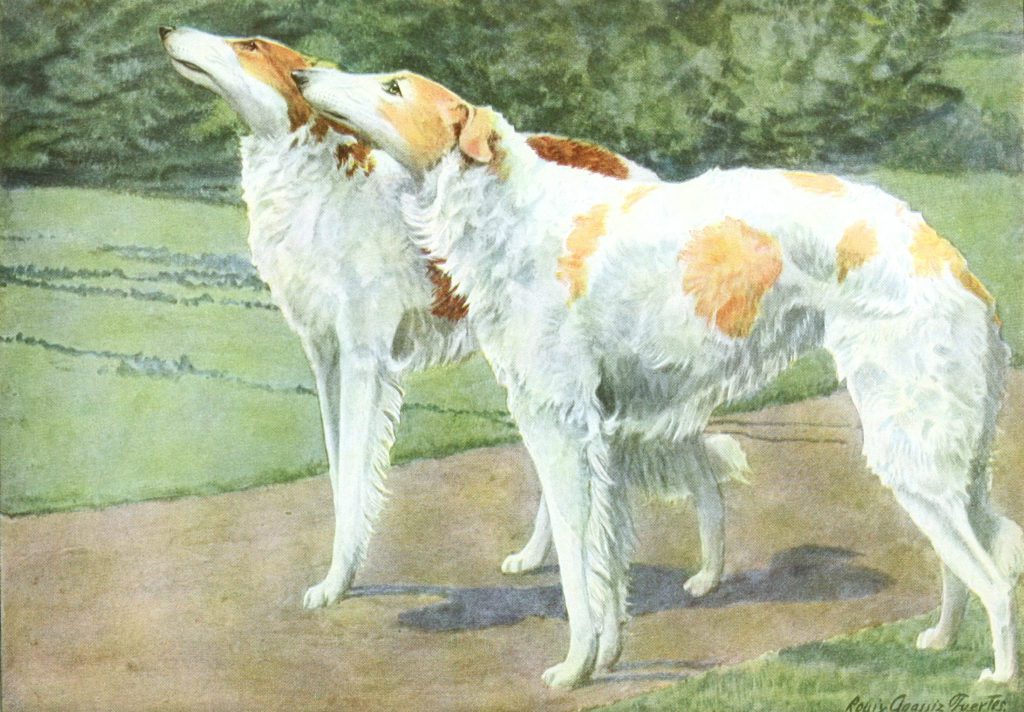 Russian Wolfhound dogs Vintage Illustrations