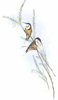 SDlender Billed Spine Bill Bird Vintage Illustrations