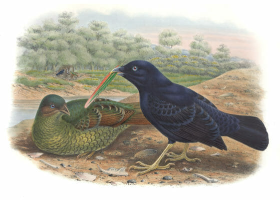 Satin-Bower-Bird-Ptlonorhynchus-Violaceus-Vintage-Illustration