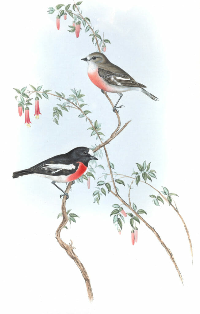 Scarlet Breasted Robin Bird Vintage Illustrations