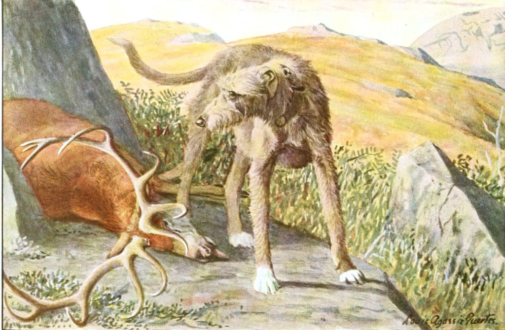 Scottish Deerhound Vintage Illustrations