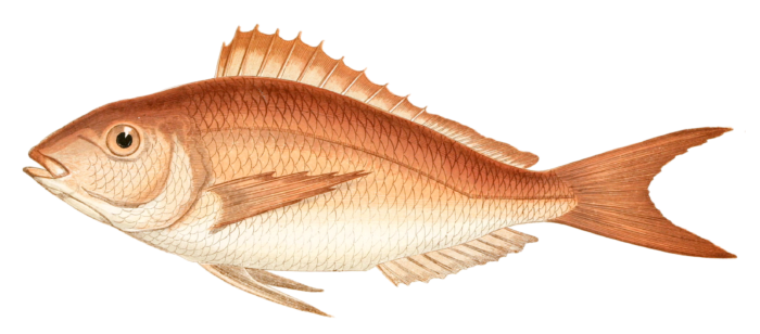 Sea Bream fish Vintage Illustration