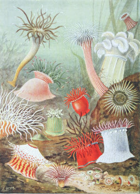 Sea anemones of Northern Seas Vintage Illustration