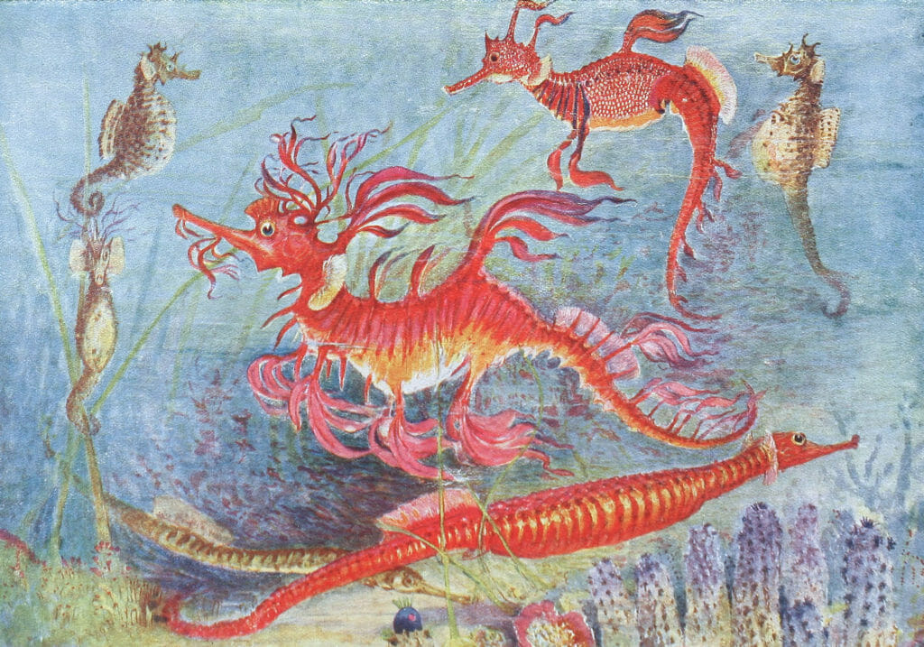 Sea dragons Vintage Illustration