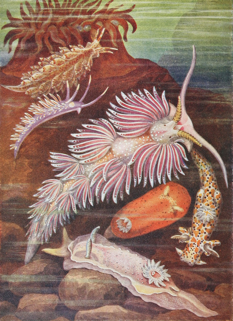 Sea slugs Vintage Illustration