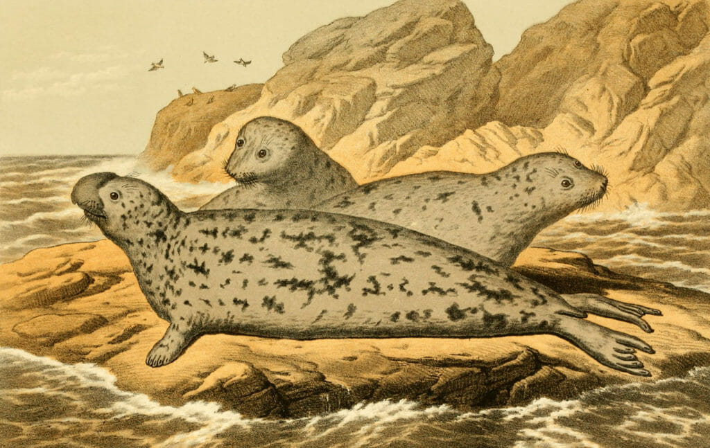 Seals on a rock Vintage illustration