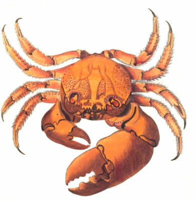 Seban-Crab-Vintage-Illustration