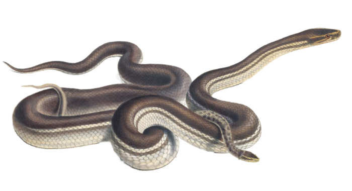 Seychelles house snake Lycodon Geometricus Vintage Illustration