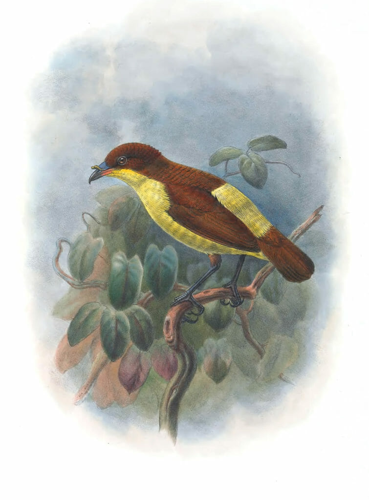 Shield-Billed-Bower-Bird-Loboparadisea-Sericea-Vintage-Illustration