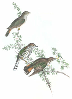 Shining Cuckoo Bird Vintage Illustrations