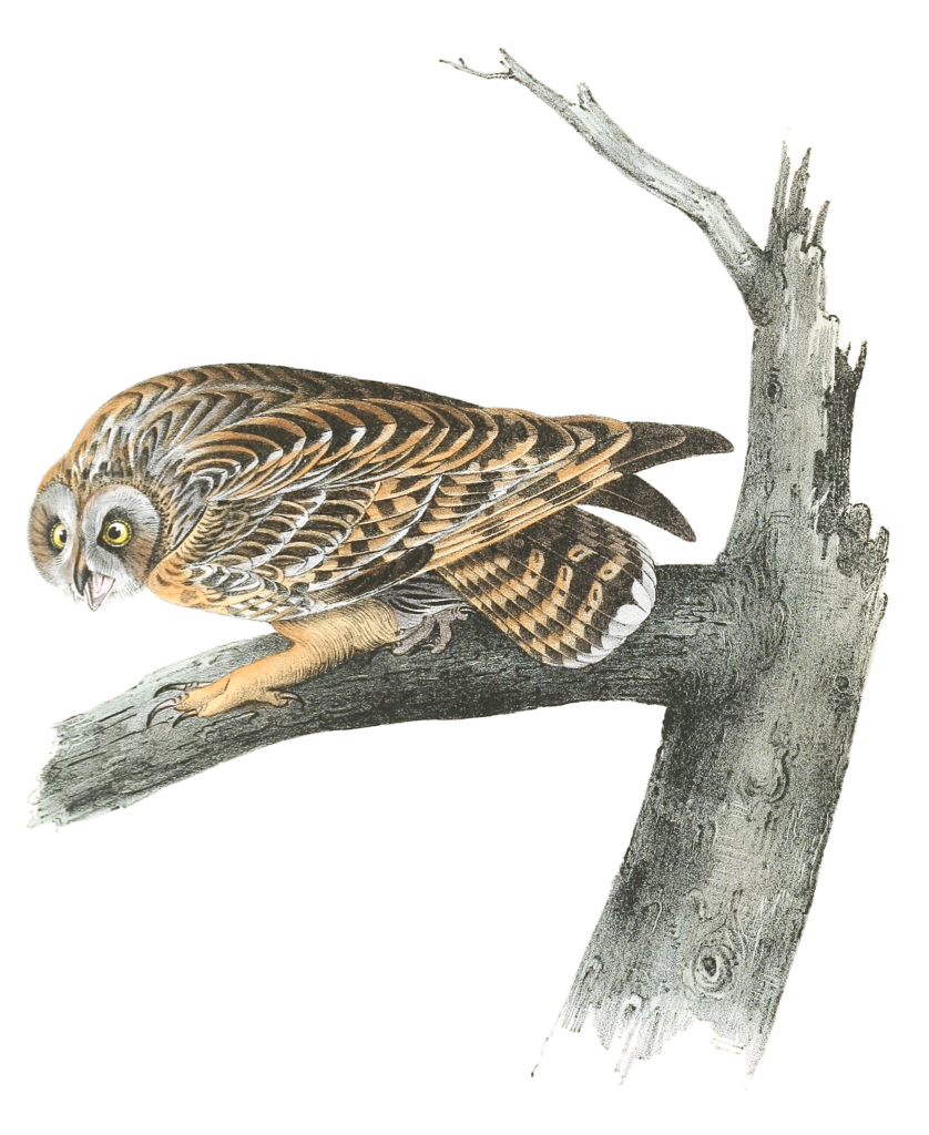 Short Eared Owl Bird Vintage Illustrations