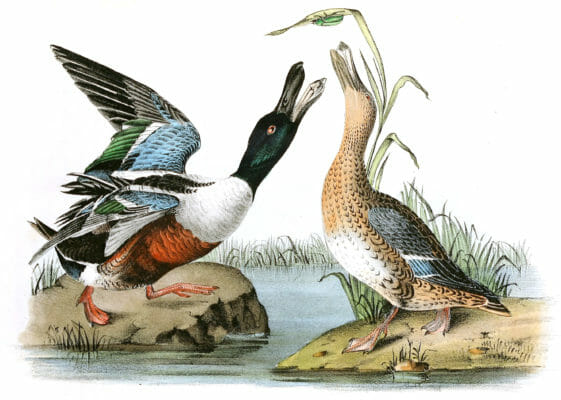 Shoveller Duck Bird Vintage Illustrations
