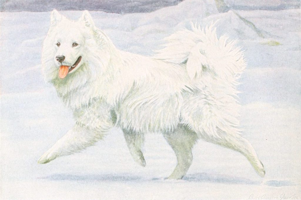 Siberian Reindeer Dog or Samoyed Vintage Illustrations