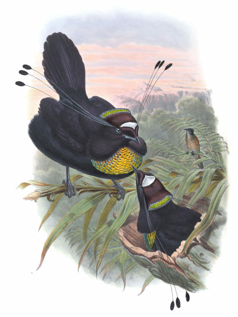 Six-Plumed-Bird-Of-Paradise-Parota-Sexpennis-Vintage-Illustration