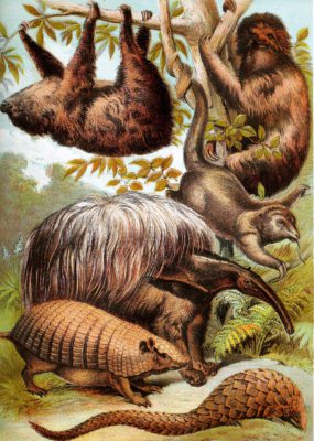 Sloth Great Ant Eater Armadillo Phatagin Vintage Illustrations