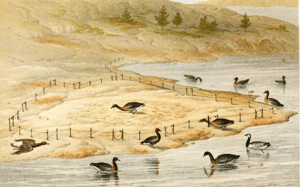 Snaring wild geese in Lapland Vintage Hunting illustration