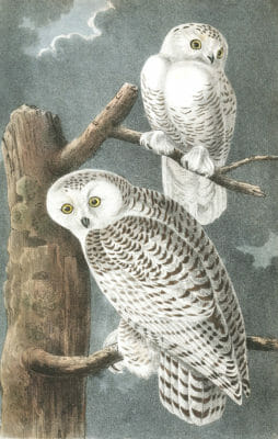 Snowy Owl Bird Vintage Illustrations
