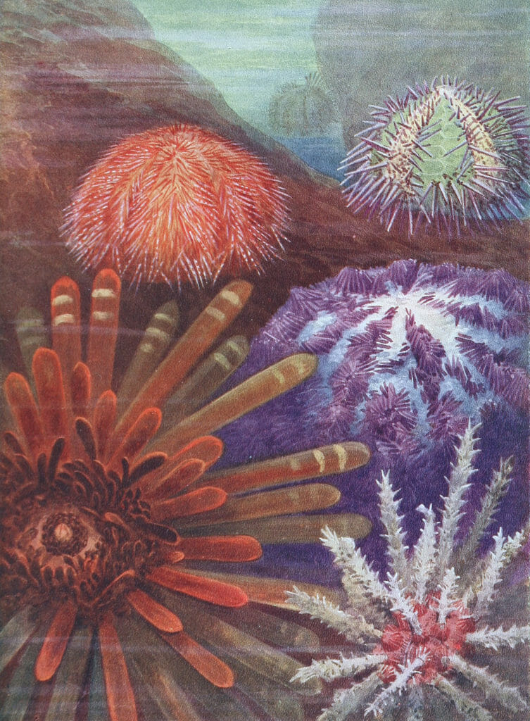 Some Sea Urchins Vintage Illustration