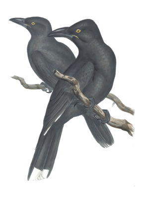 Sooty Crow Shrike Bird Vintage Illustrations