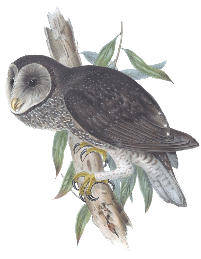 Sooty Owl Bird Vintage Illustrations