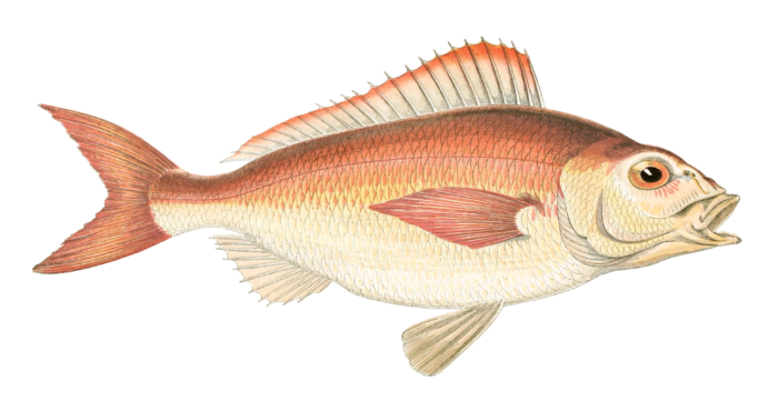 Spanish Bream Fish Vintage Illustration