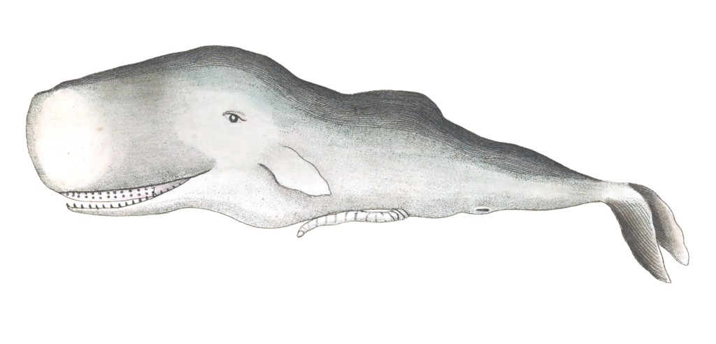 Sperm-Whale-Vintage-Illustration