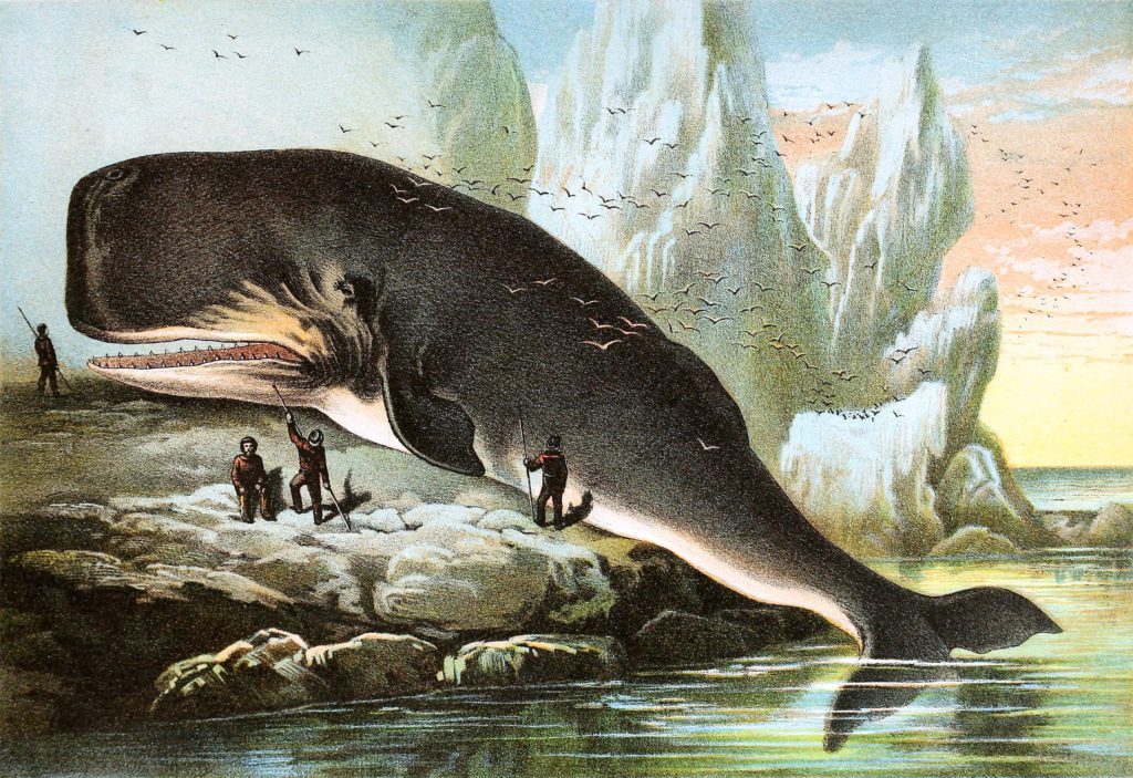Sperm Whale Vintage Illustrations